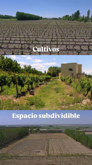 Finca en Venta en San Carlos, Mendoza