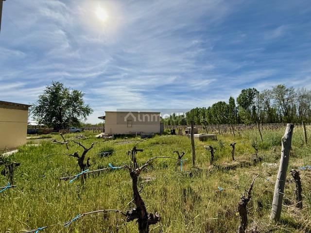 Finca en Venta en San Carlos, Mendoza