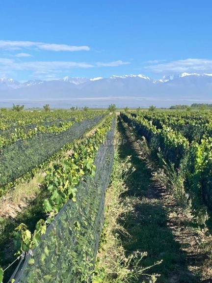 Finca en Venta en Tupungato, Mendoza
