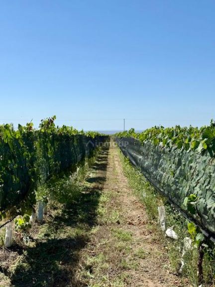 Finca en Venta en Tupungato, Mendoza