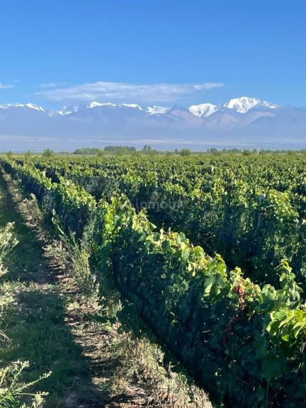 Finca en Venta en Tupungato, Mendoza