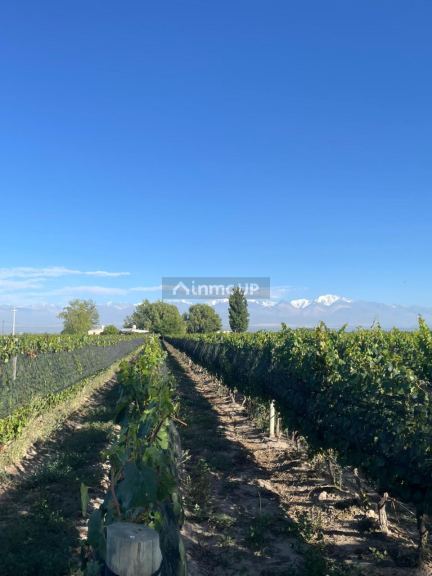 Finca en Venta en Tupungato, Mendoza