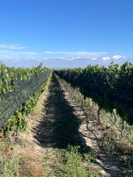 Finca en Venta en Tupungato, Mendoza