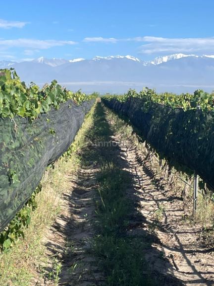 Finca en Venta en Tupungato, Mendoza