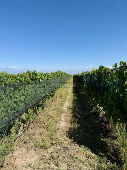 Finca en Venta en Tupungato, Mendoza