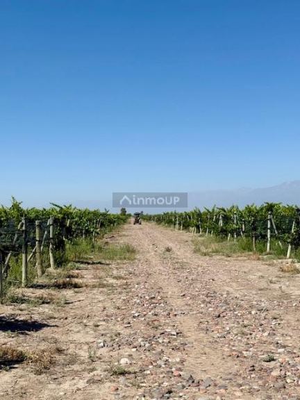 Finca en Venta en Tupungato, Mendoza