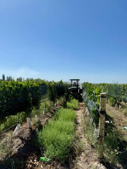 Finca en Venta en Tupungato, Mendoza