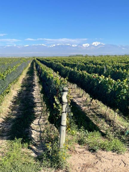 Finca en Venta en Tupungato, Mendoza