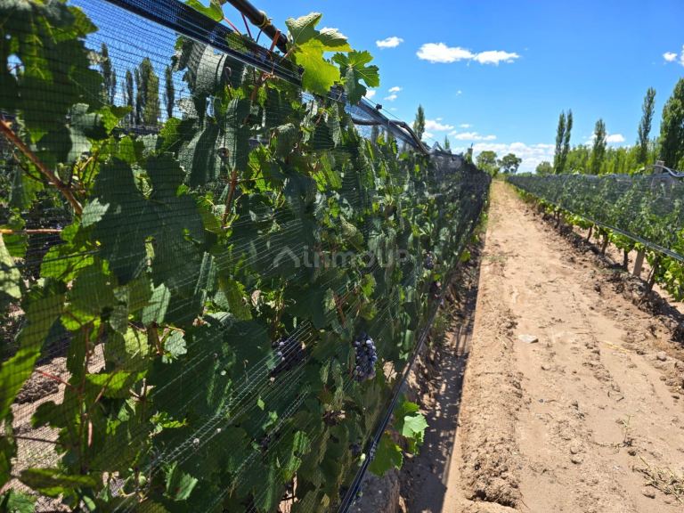 Finca en Venta en San Rafael, Mendoza