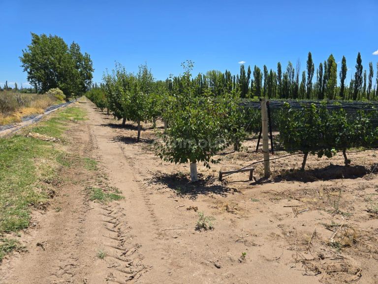 Finca en Venta en San Rafael, Mendoza