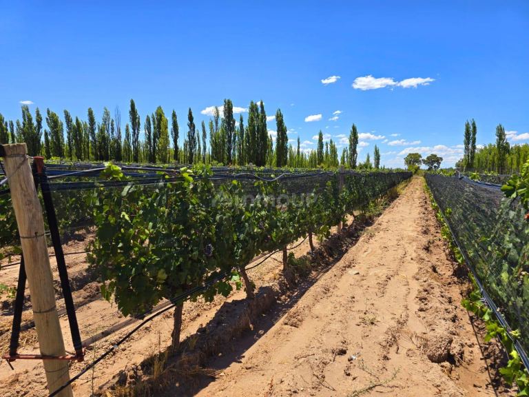 Finca en Venta en San Rafael, Mendoza