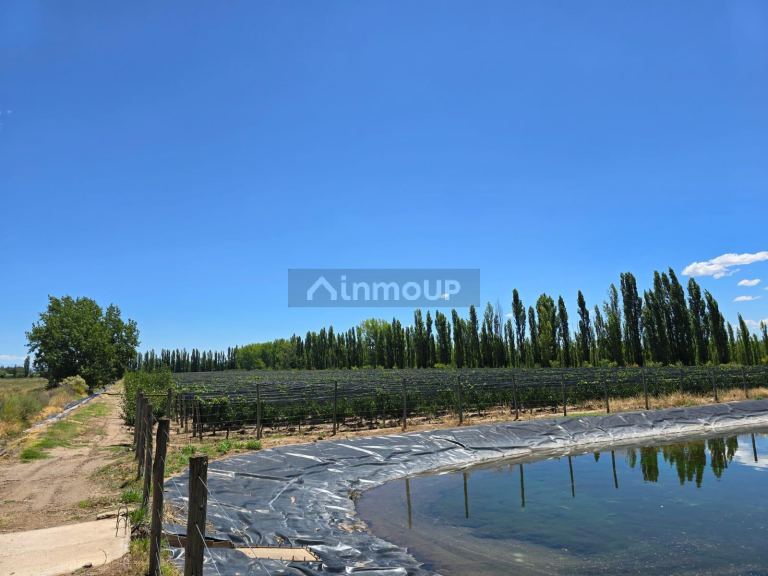 Finca en Venta en San Rafael, Mendoza