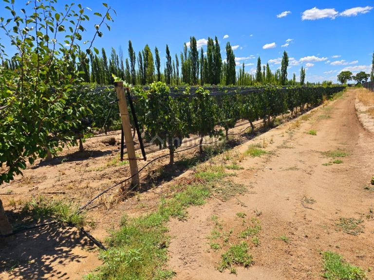 Finca en Venta en San Rafael, Mendoza