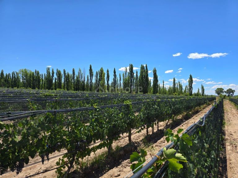 Finca en Venta en San Rafael, Mendoza
