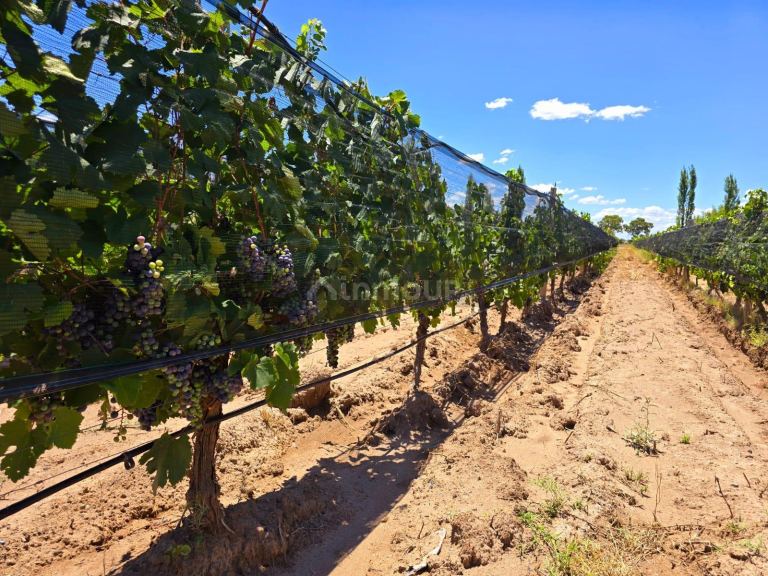 Finca en Venta en San Rafael, Mendoza