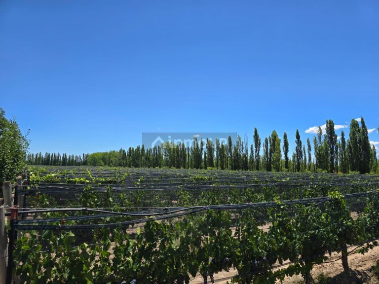 Finca en Venta en San Rafael, Mendoza