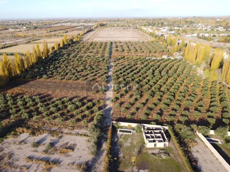 Finca en Venta en Maipu, Mendoza