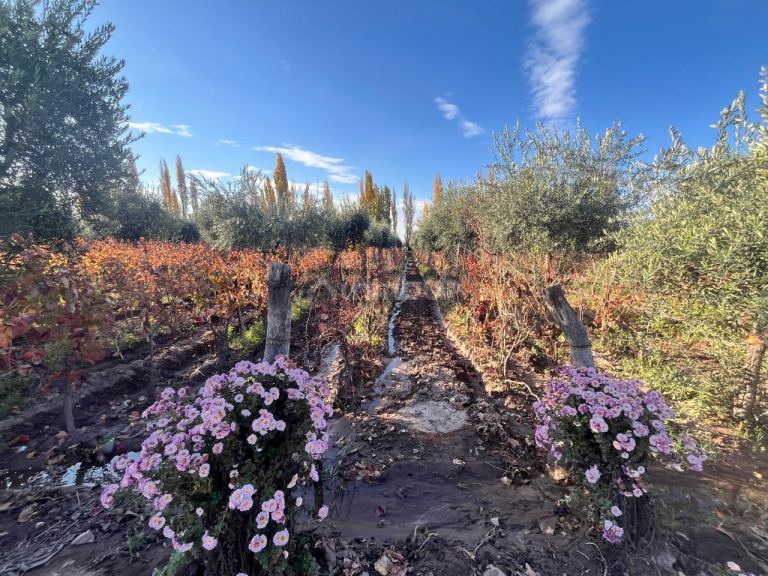 Finca en Venta en Maipu, Mendoza