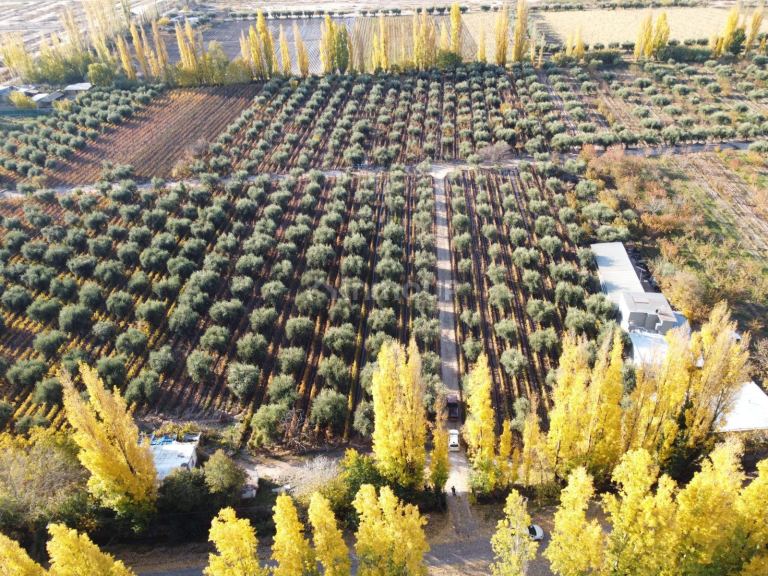 Finca en Venta en Maipu, Mendoza