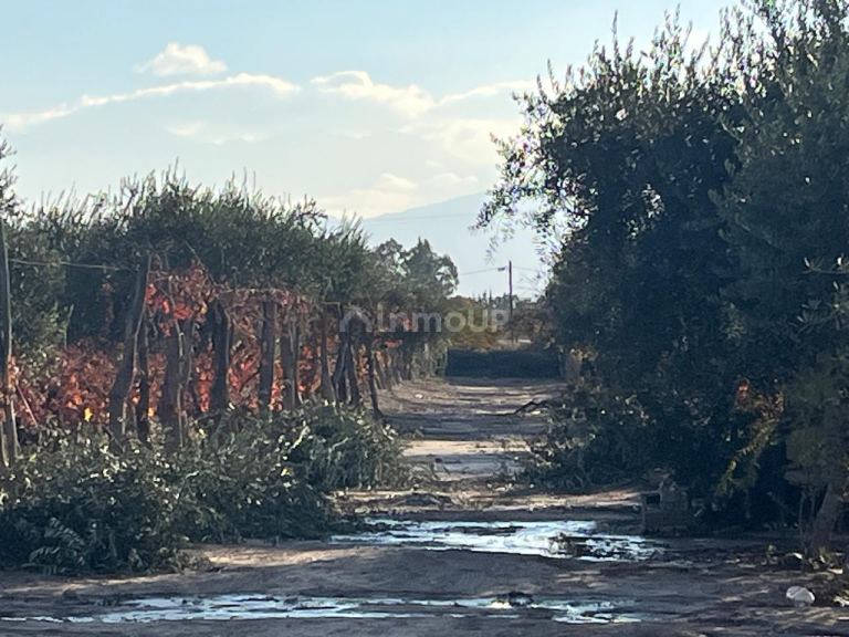 Finca en Venta en Maipu, Mendoza
