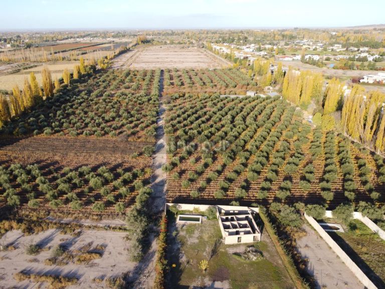 Finca en Venta en Maipu, Mendoza