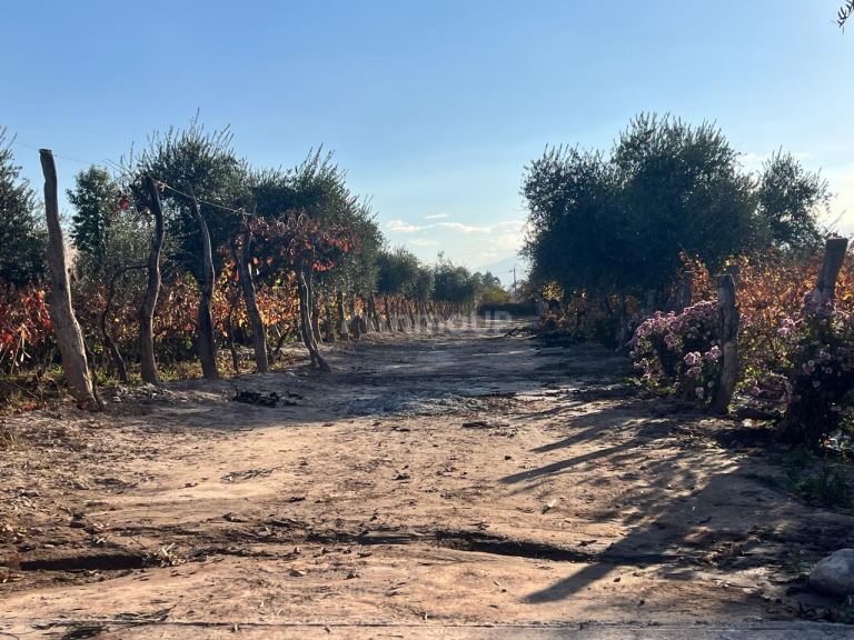 Finca en Venta en Maipu, Mendoza