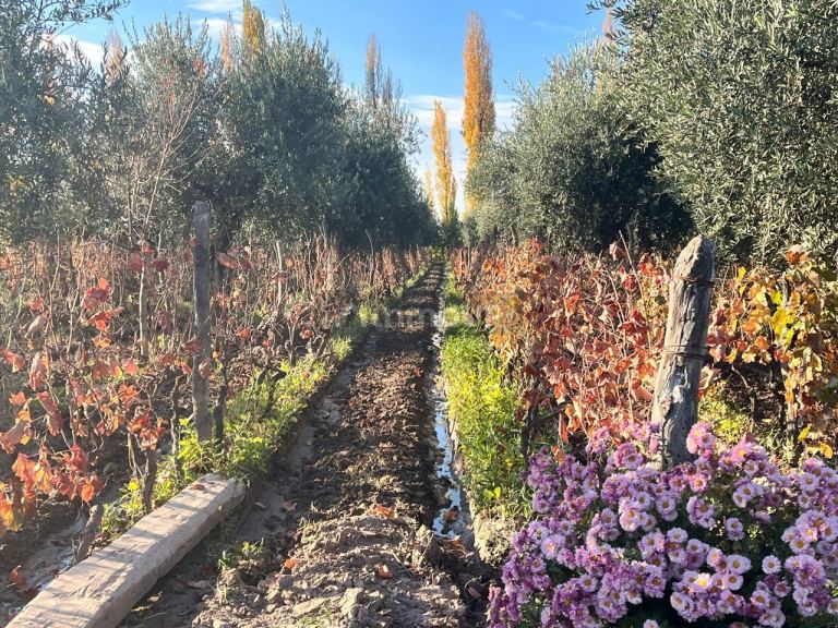 Finca en Venta en Maipu, Mendoza