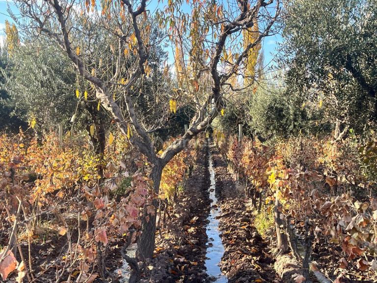 Finca en Venta en Maipu, Mendoza