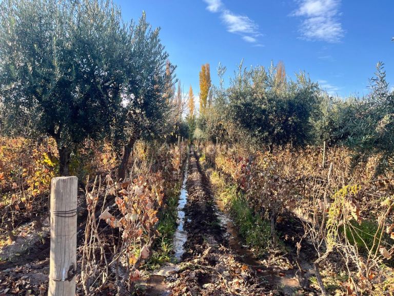 Finca en Venta en Maipu, Mendoza