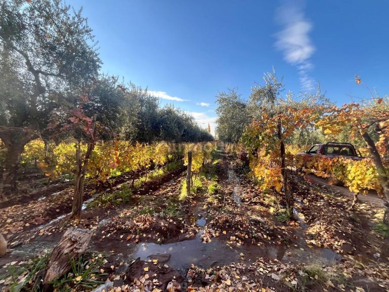 Finca en Venta en Maipu, Mendoza