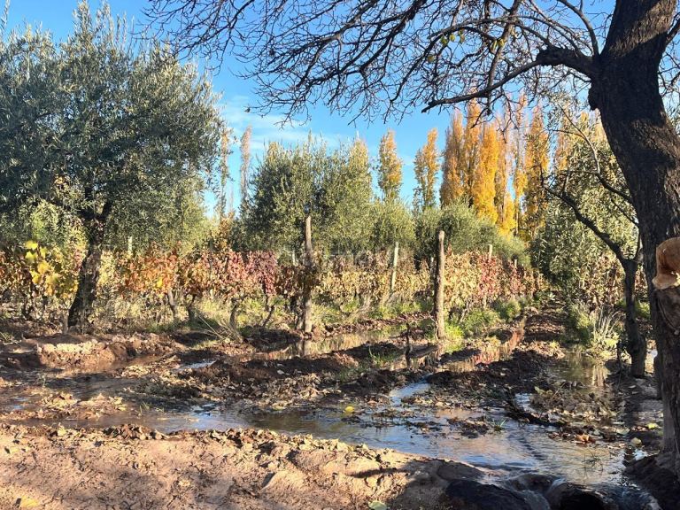 Finca en Venta en Maipu, Mendoza