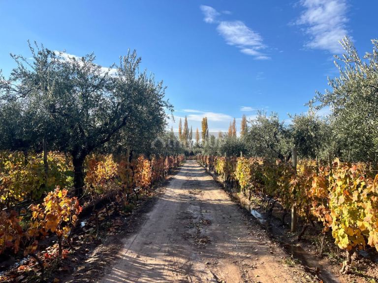 Finca en Venta en Maipu, Mendoza