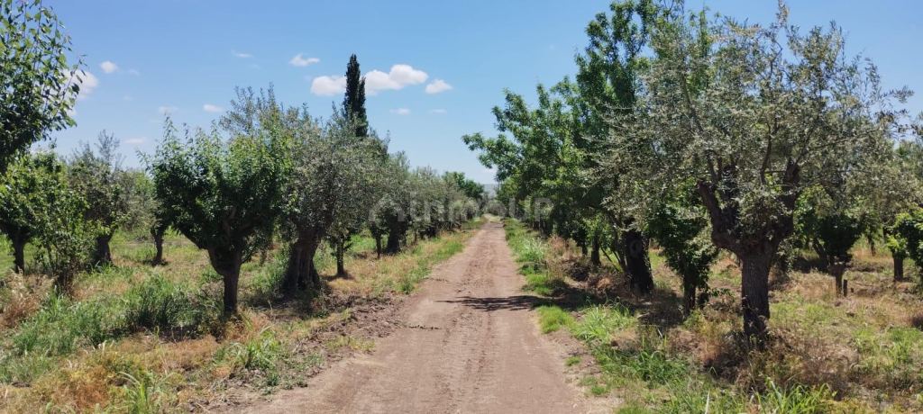 Finca en Venta en Maipu, Mendoza