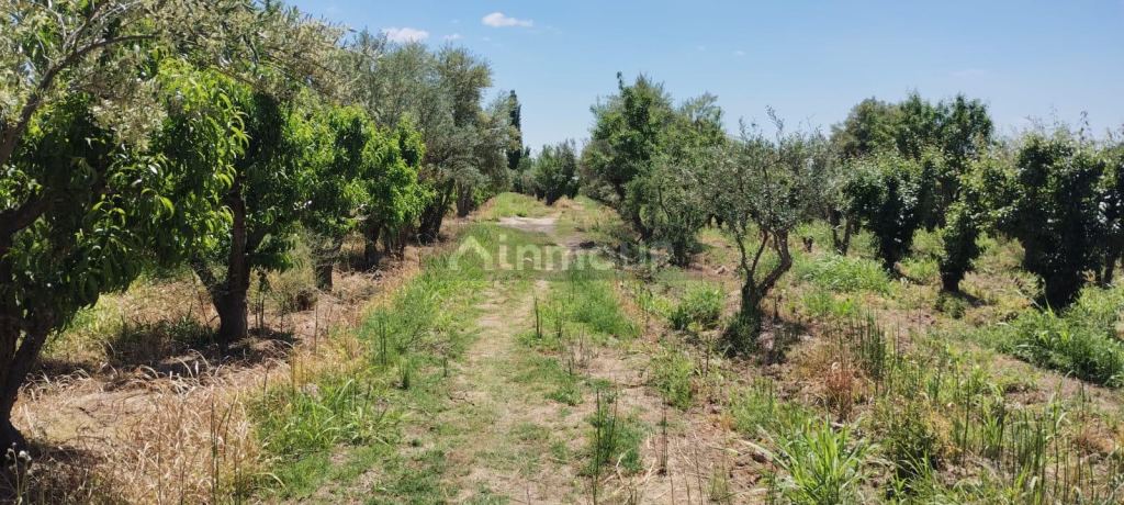 Finca en Venta en Maipu, Mendoza