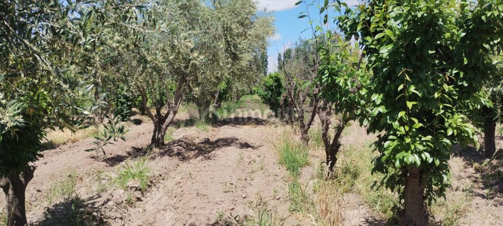 Finca en Venta en Maipu, Mendoza
