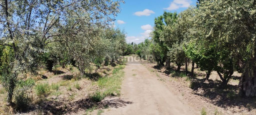 Finca en Venta en Maipu, Mendoza