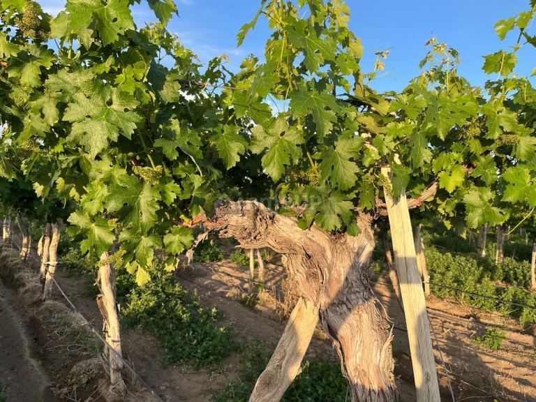 Finca en Venta en Tupungato, Mendoza