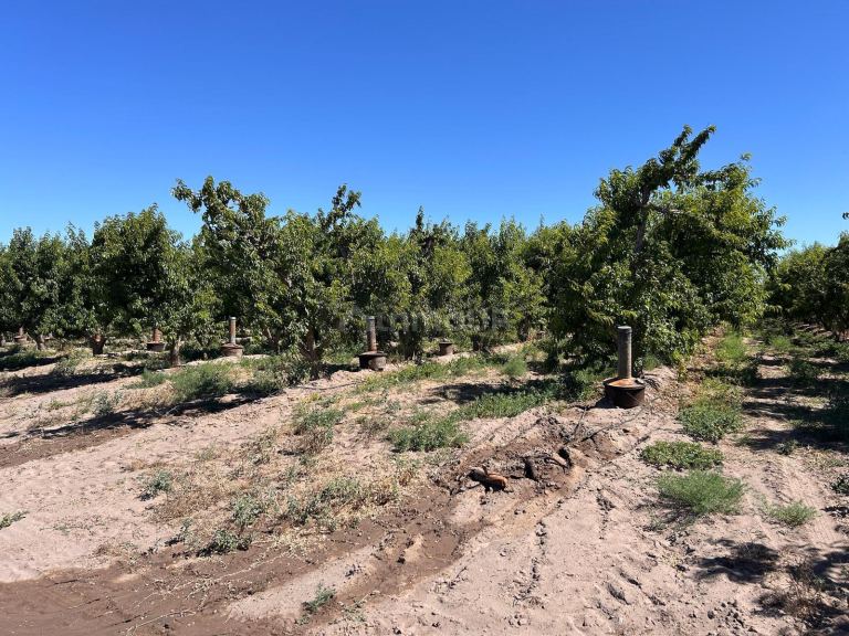 Finca en Venta en Tupungato, Mendoza