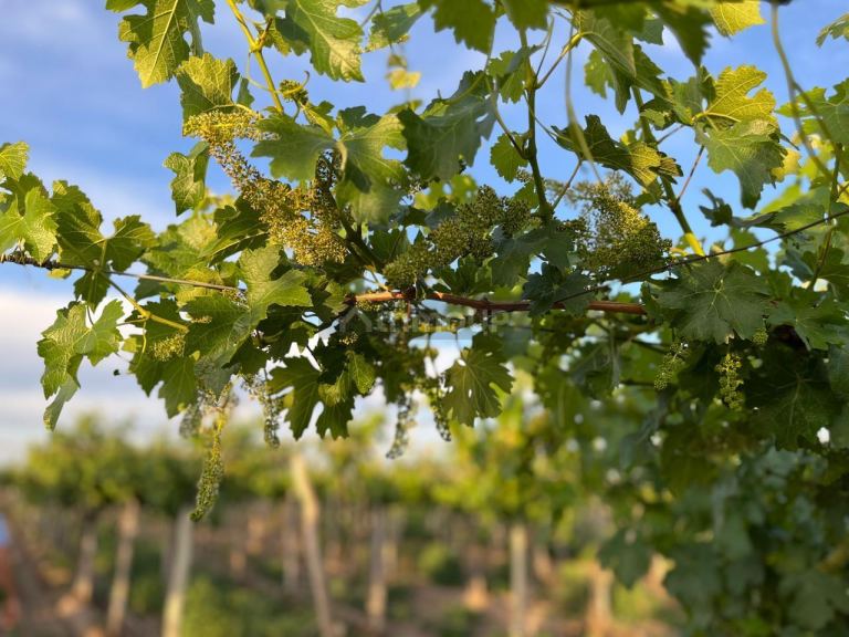 Finca en Venta en Tupungato, Mendoza
