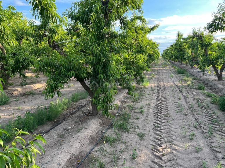Finca en Venta en Tupungato, Mendoza