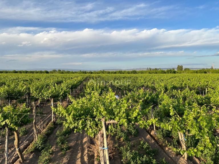 Finca en Venta en Tupungato, Mendoza