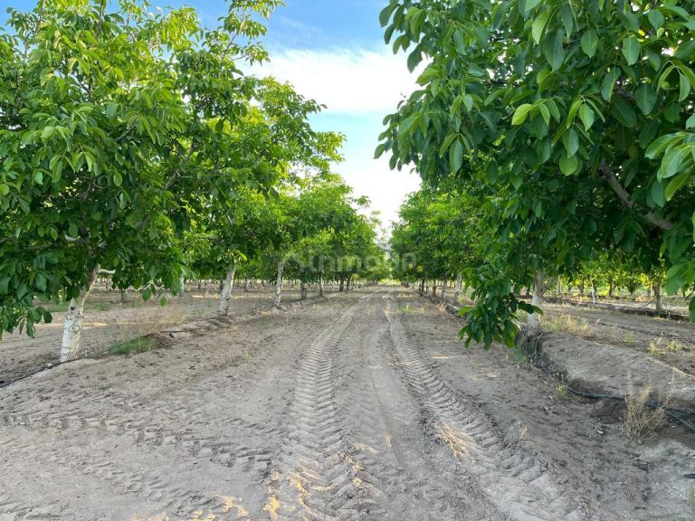 Finca en Venta en Tupungato, Mendoza