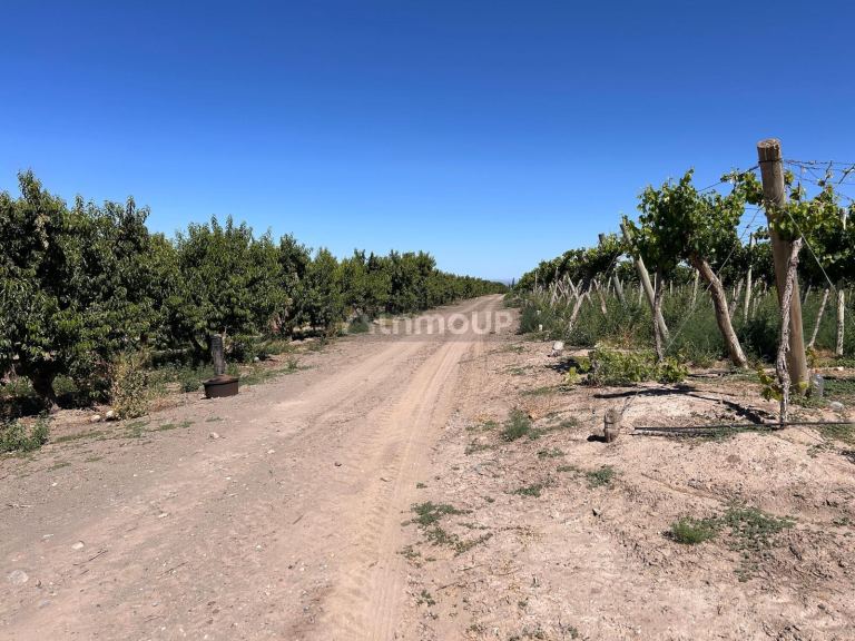Finca en Venta en Tupungato, Mendoza