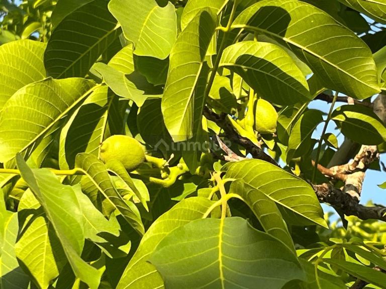 Finca en Venta en Tupungato, Mendoza
