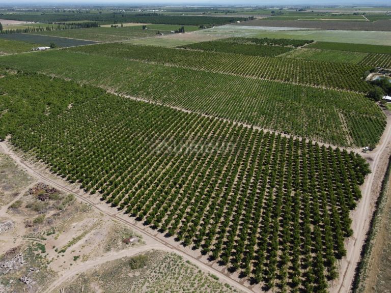 Finca en Venta en Tupungato, Mendoza