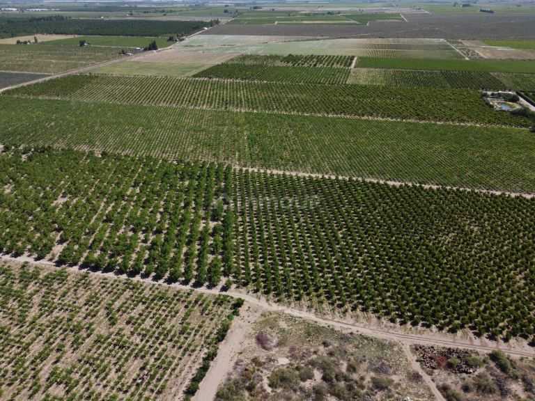 Finca en Venta en Tupungato, Mendoza