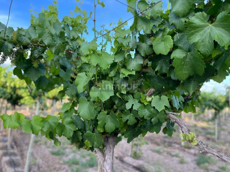 Finca en Venta en Tupungato, Mendoza