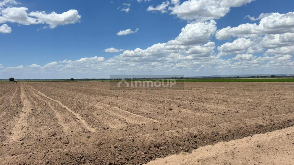 Finca en Venta en San Carlos, Mendoza