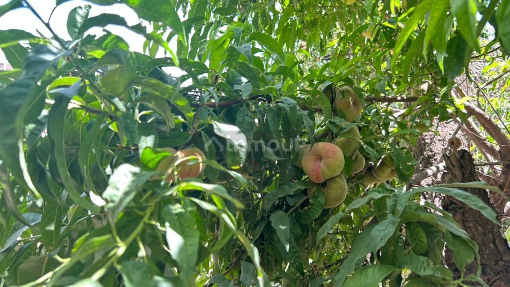 Finca en Venta en San Carlos, Mendoza