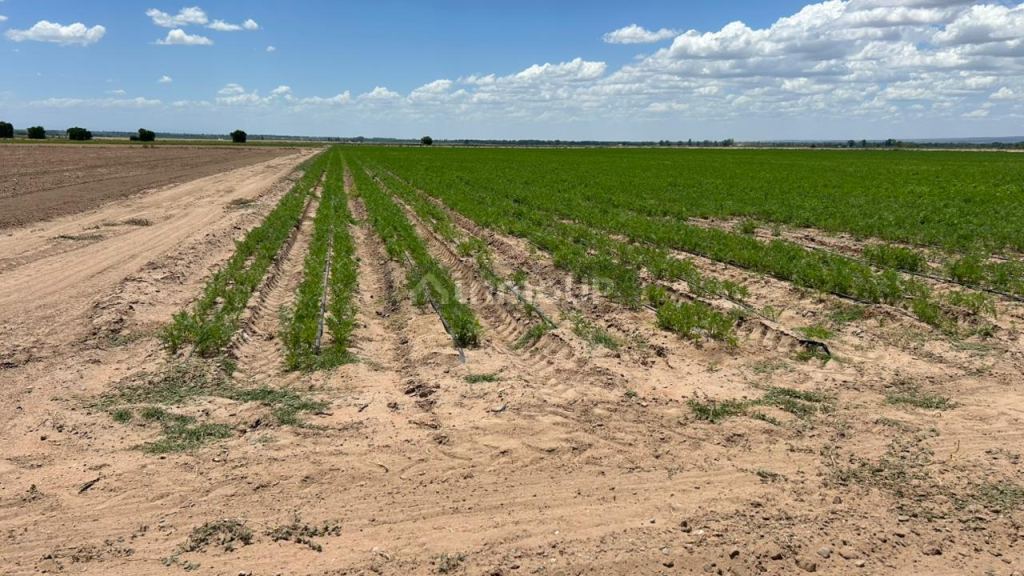 Finca en Venta en San Carlos, Mendoza